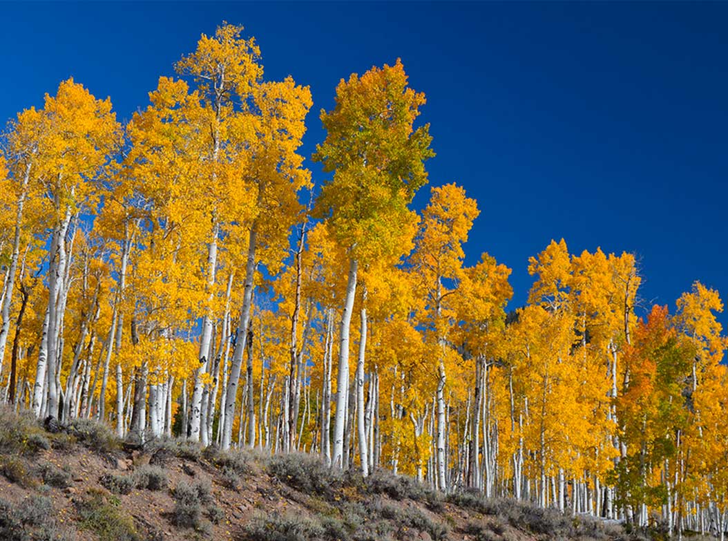 Le Saviez Vous O Se Trouve L Arbre Le Plus Vieux Du Monde