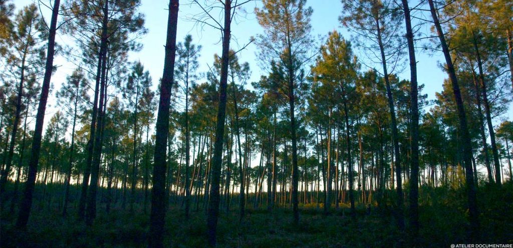 Documentaire Le Temps des Forêts