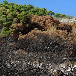 Une forêt avant/après incendie en région Paca © Pixabay