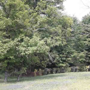 jardin et arbres près de la maison en bois massif en dordogne